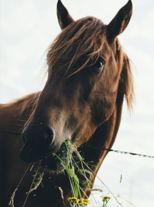 bonbons-chevaux-equitation