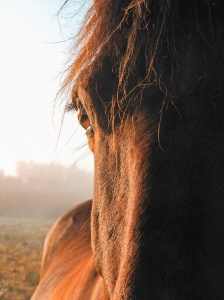 equipement-cavalier-pays-de-gex-cap-horse