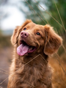 produits-chiens-pays-de-gex