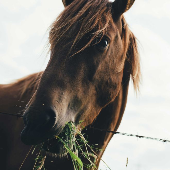Cheval brun mangeant de l’herbe dans un champ à Ornex, Pays de Gex